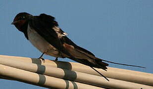 Barn Swallow