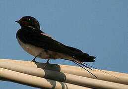 Barn Swallow