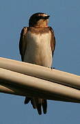 Barn Swallow