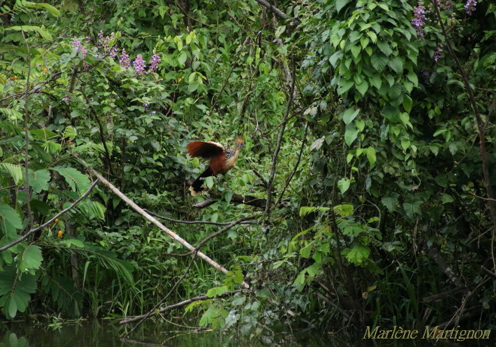 Hoazin huppé, identification