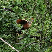 Hoatzin