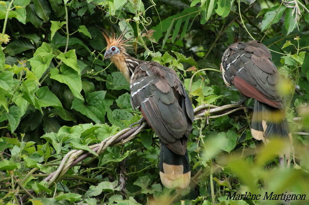 Hoatzin, identification