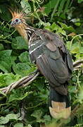 Hoatzin