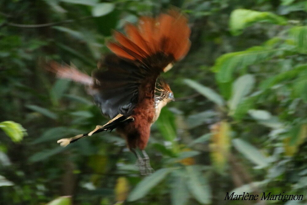 Hoatzin, Flight