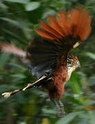 Hoatzin