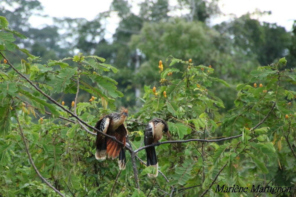 Hoatzin