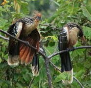 Hoatzin