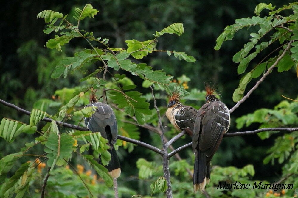 Hoatzin