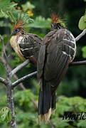 Hoatzin