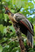 Hoatzin