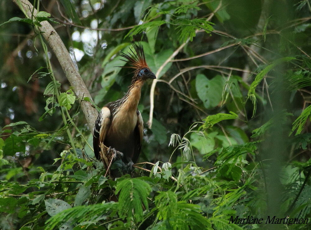 Hoazin huppé, identification