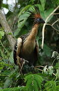 Hoatzin