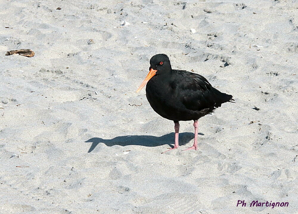 Huîtrier à long bec