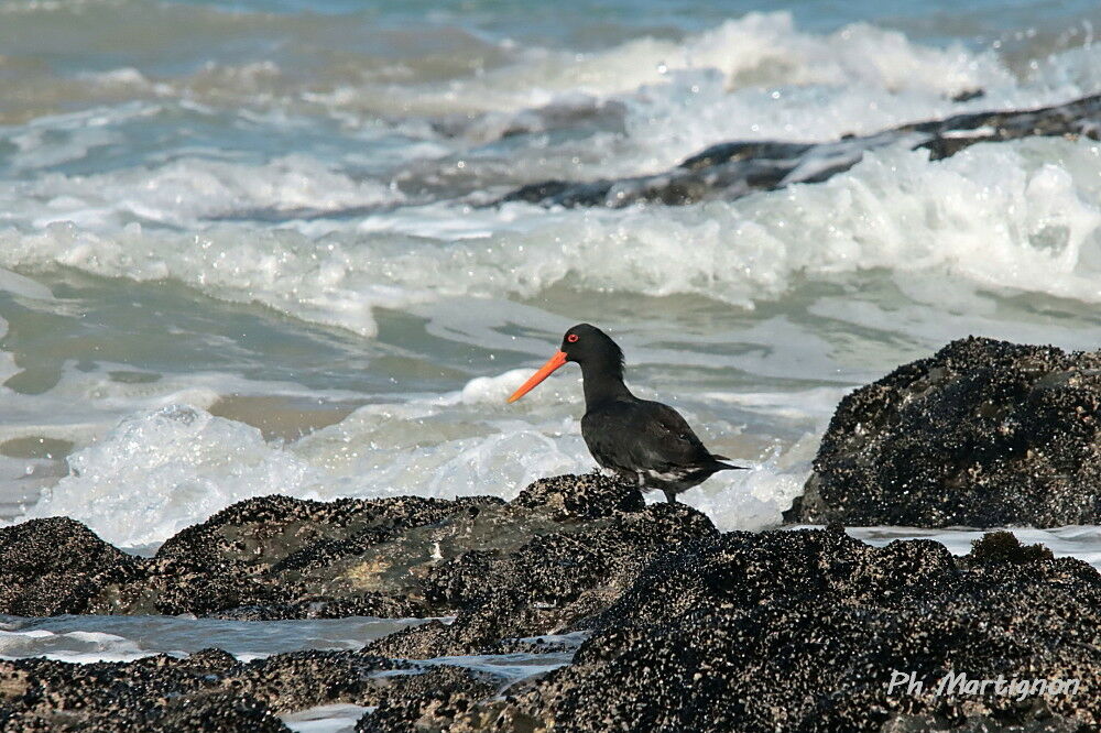 Huîtrier à long bec