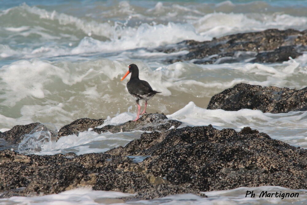 Huîtrier à long bec, identification