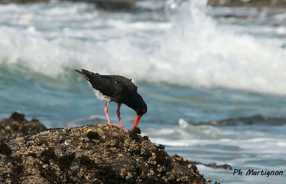 Huîtrier à long bec