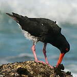 Huîtrier à long bec