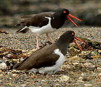 American Oystercatcher