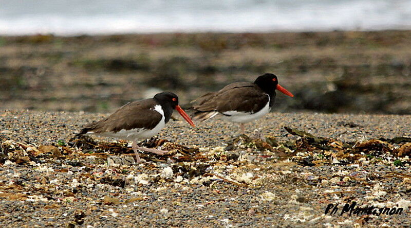 American Oystercatcher