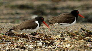 American Oystercatcher