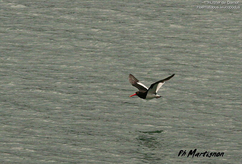 Magellanic Oystercatcher