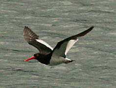 Magellanic Oystercatcher