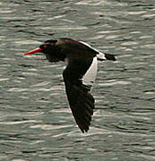 Magellanic Oystercatcher