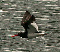 Magellanic Oystercatcher