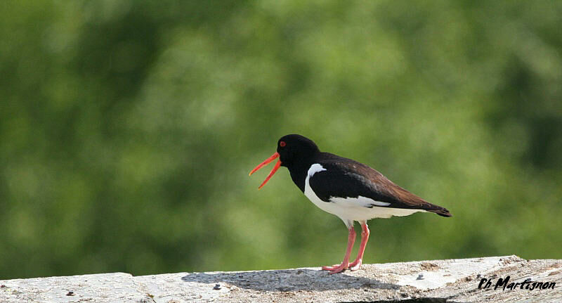 Eurasian Oystercatcher, identification