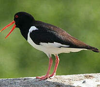 Eurasian Oystercatcher