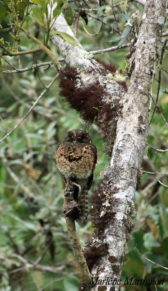 Ibijau des Andesadulte, identification