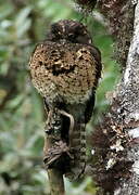 Andean Potoo