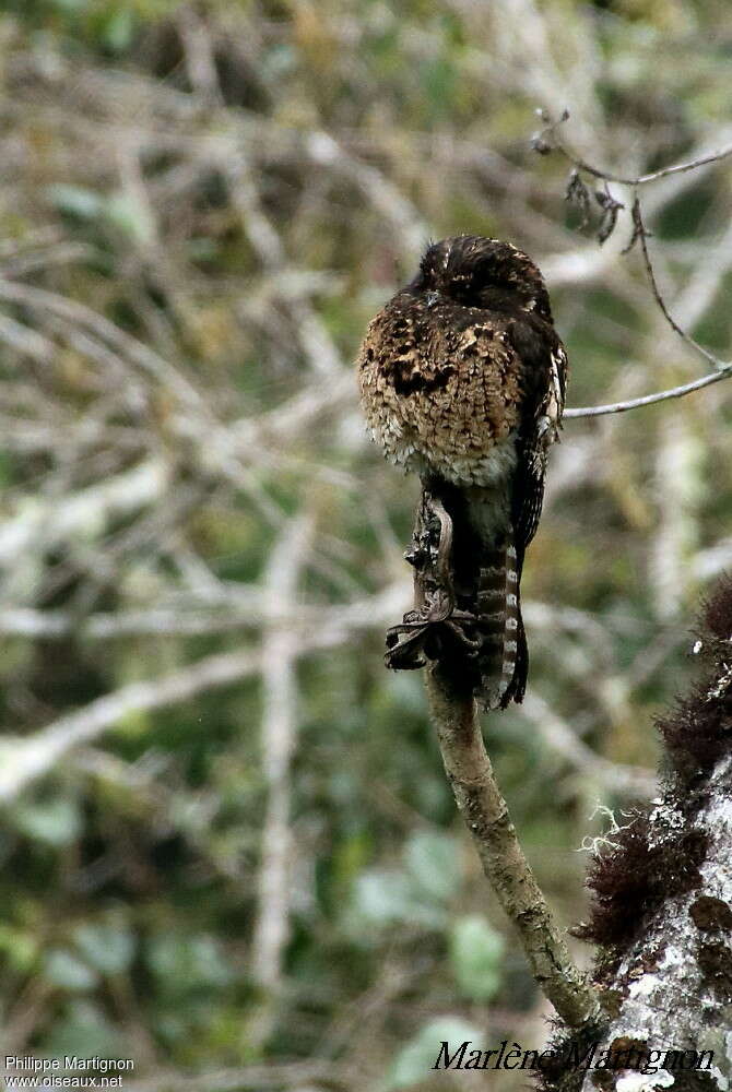 Ibijau des Andesadulte, identification