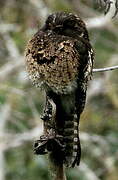 Andean Potoo