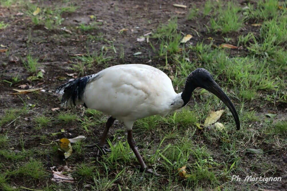 Australian White Ibis