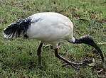 Ibis à cou noir
