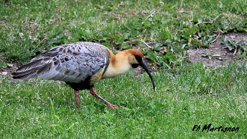 Ibis à face noire