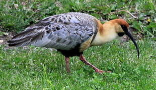 Black-faced Ibis