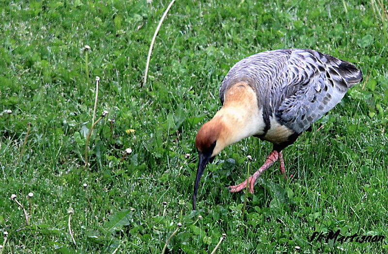 Ibis à face noire