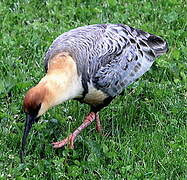 Ibis à face noire