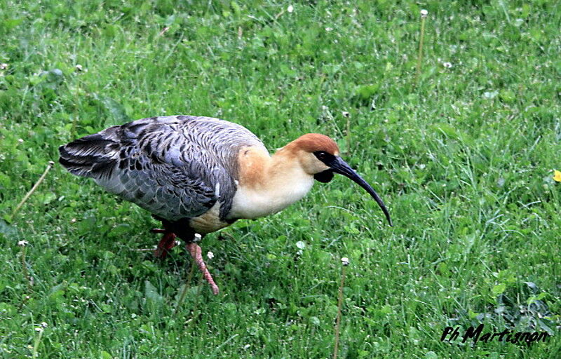 Black-faced Ibis