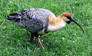 Black-faced Ibis