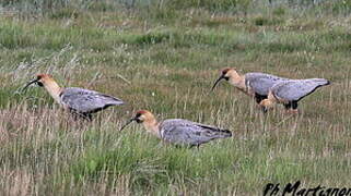 Black-faced Ibis