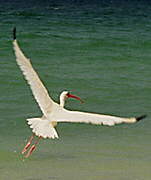 American White Ibis