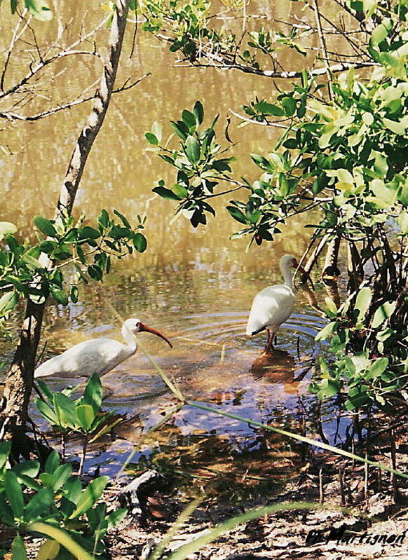 American White Ibis, identification