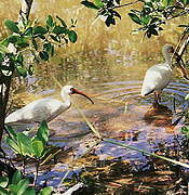 American White Ibis