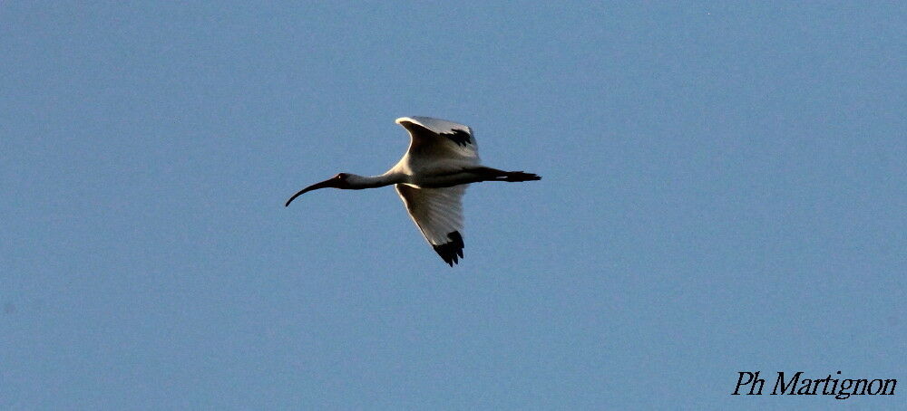 American White Ibis, Flight