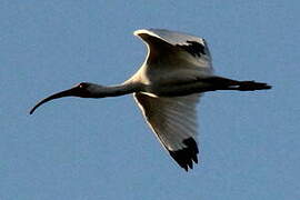 American White Ibis