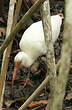 Ibis blanc