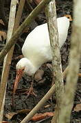 American White Ibis